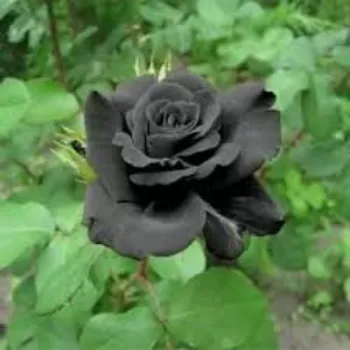 Natural Black Rose 